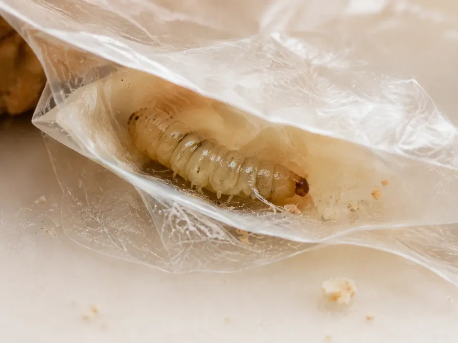 Helle Lebensmittelmottenlarve im Falz einer transparenten Lebensmittelverpackung