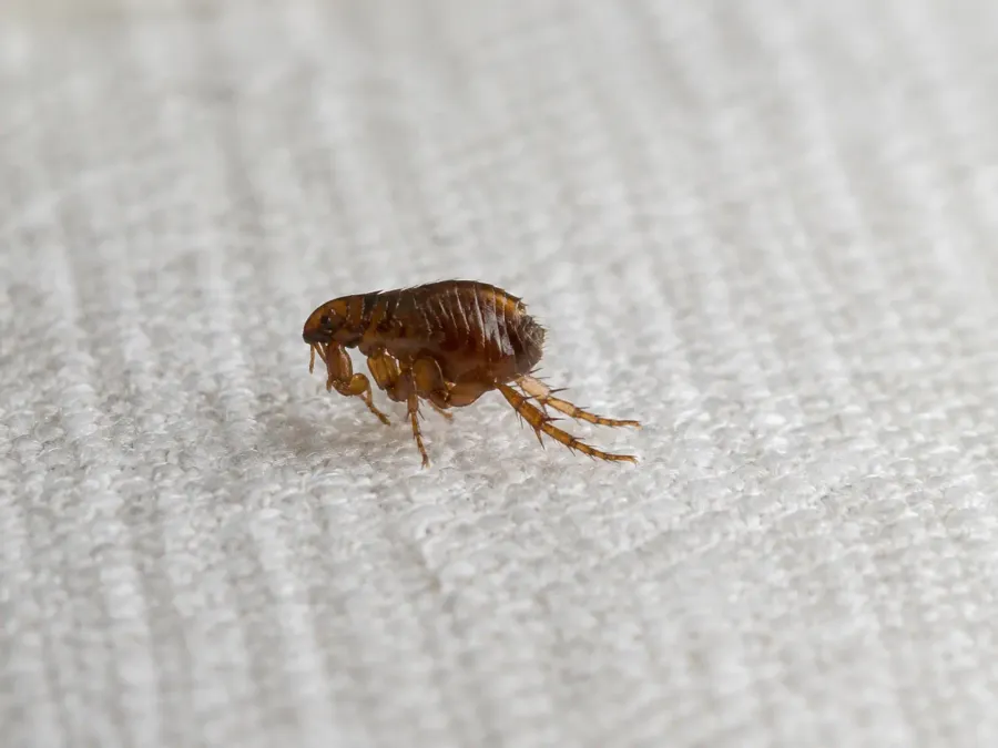 Ein kleiner brauner Floh auf hellem Gewebe