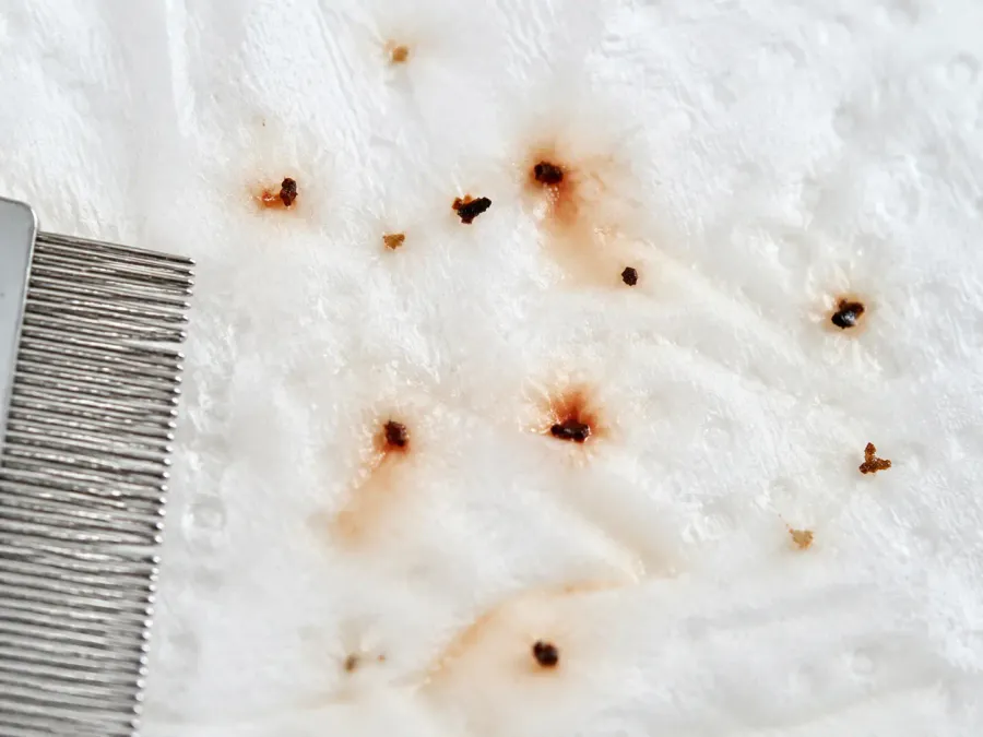 Schwarze Krümel mit rötlich ausblutenden Höfen auf feuchtem Papier