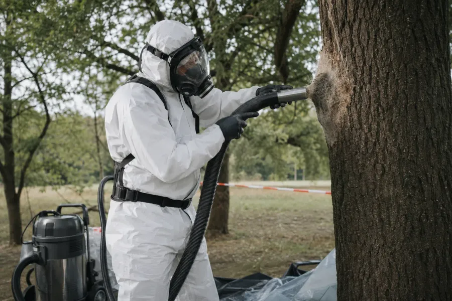Geschützte Fachkraft saugt ein Nest vom Eichenstamm ab