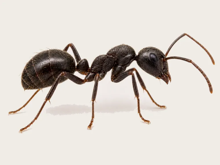 Schwarze Wegameise in seitlicher Makroansicht