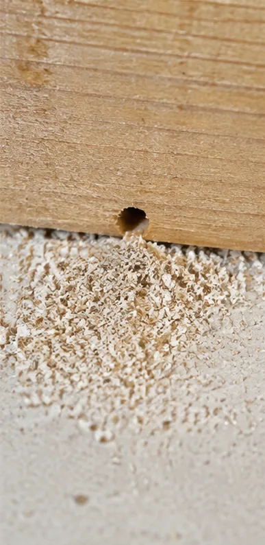 Feines Genagsel unter einer kleinen Öffnung in Holz