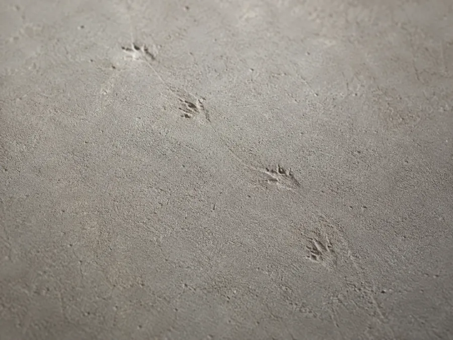 Kleine Rattenspuren in einer dünnen Staubschicht